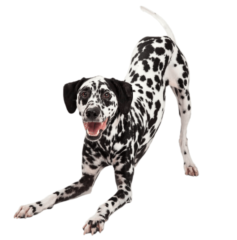 Pet Play Place daycare "Pack Play"